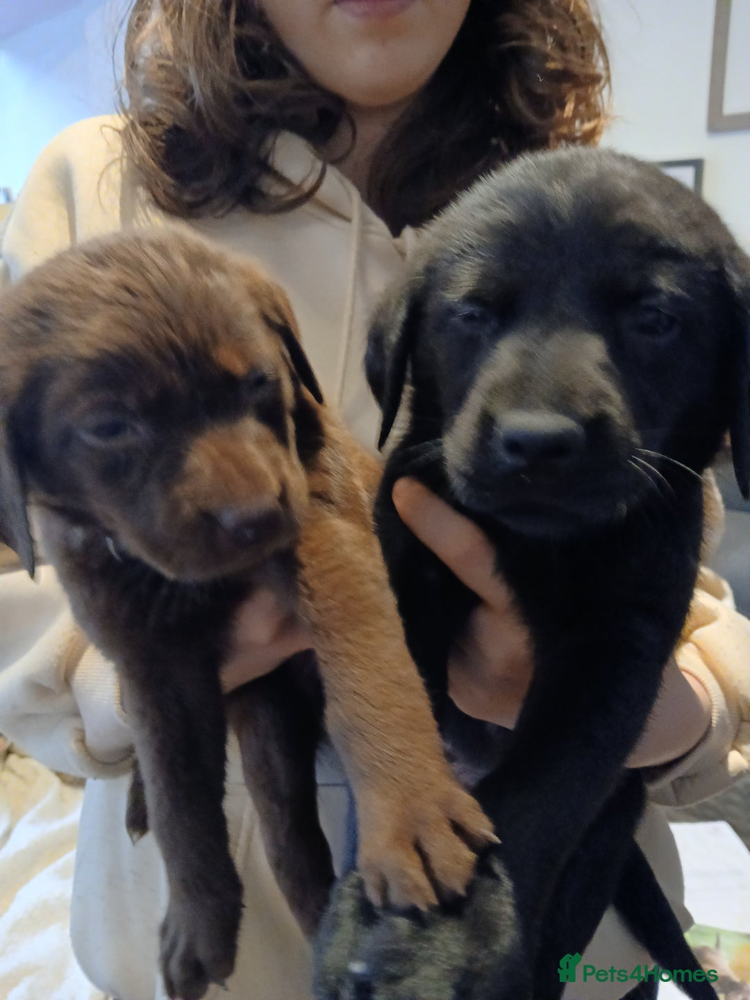 Labrador Retriever dogs for sale: Black and chocolate labrador puppies - Image 4