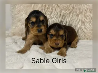 Cocker Spaniel dogs Stunning KC Show Cocker Spaniels - Advert 5