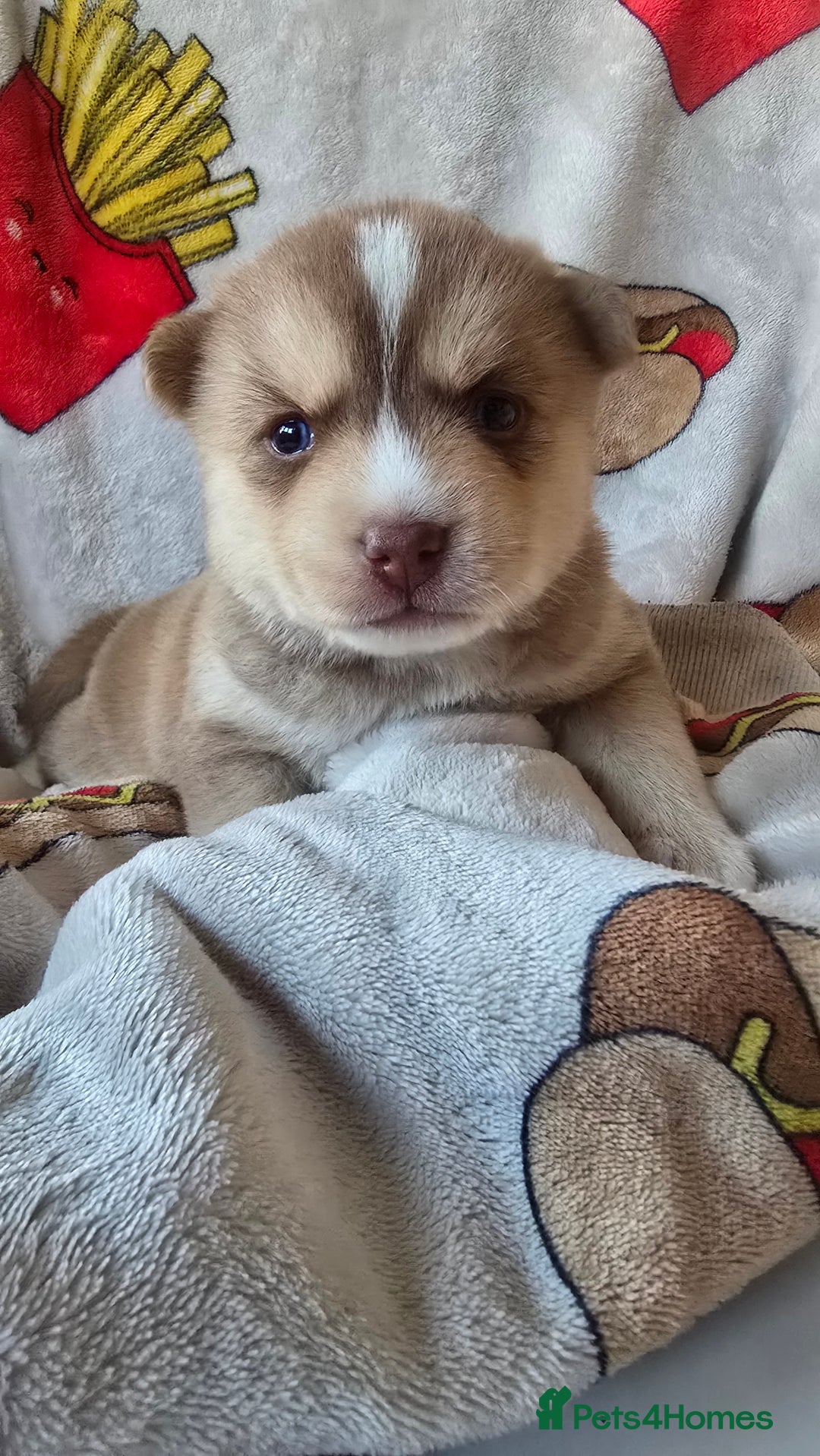 Pomsky dogs for sale: Pomsky Puppies for Sale - Advert 38