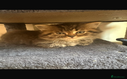 Persian cats for sale: Persian kittens - Image 8