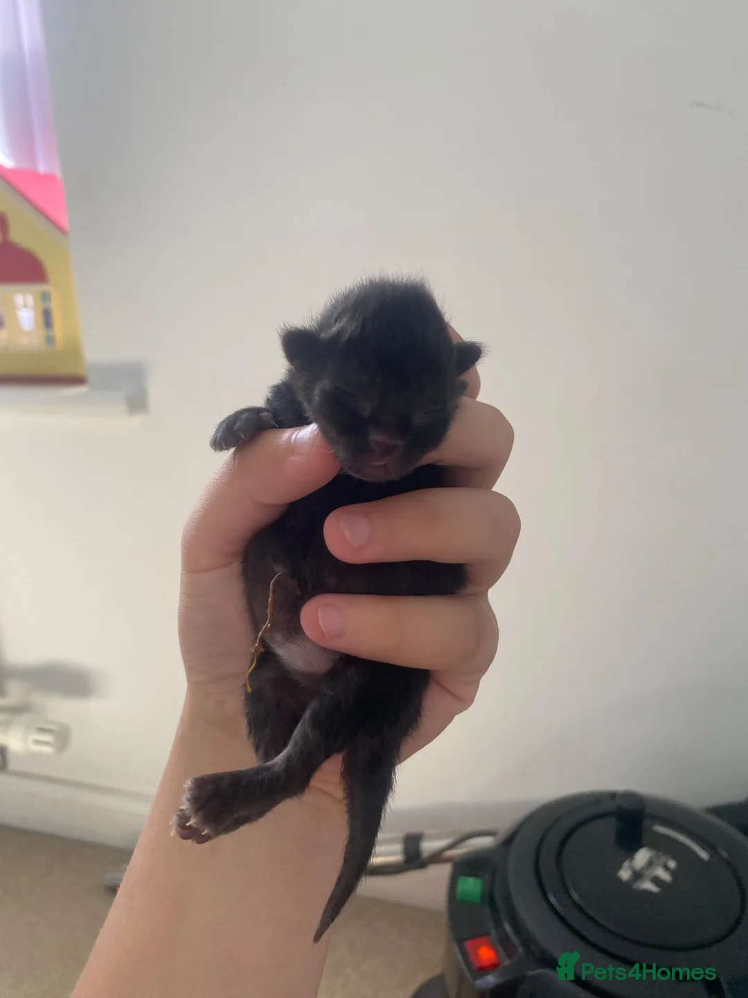 Mixed Breed cats for sale: 5 kittens - domestic shorthair x British shorthair in Derby - Advert 7