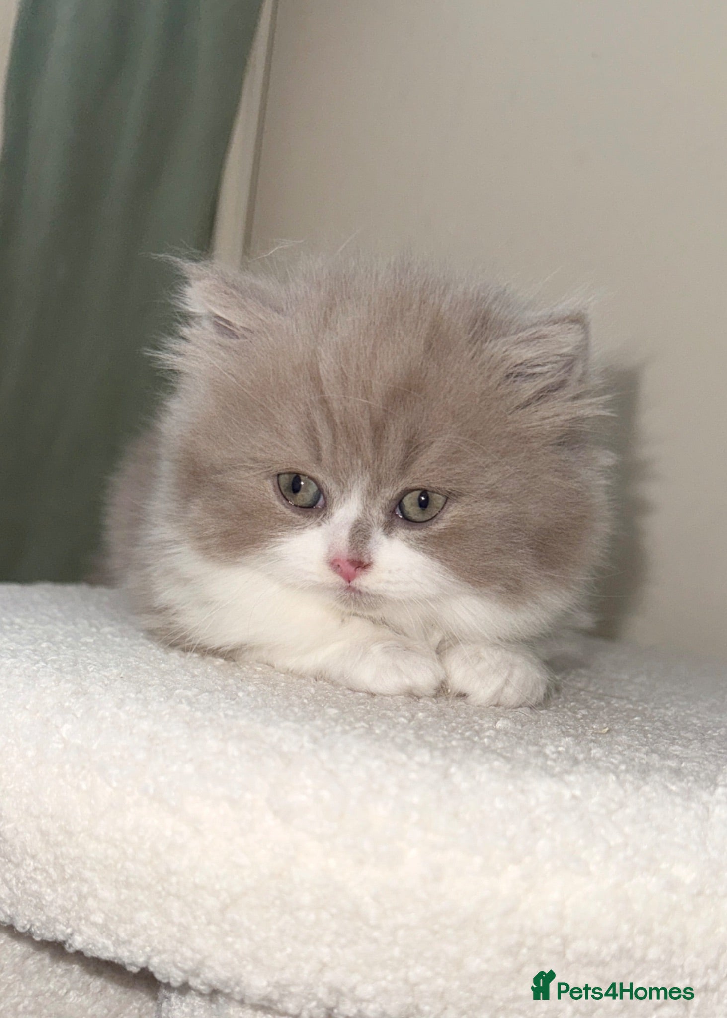 British Shorthair cats British long hair kittens BLH - Advert 1
