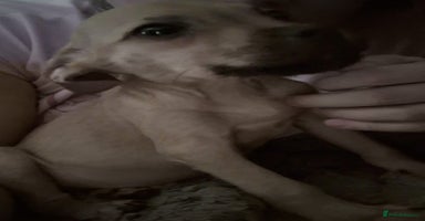 Mixed Breed dogs - Advert 5