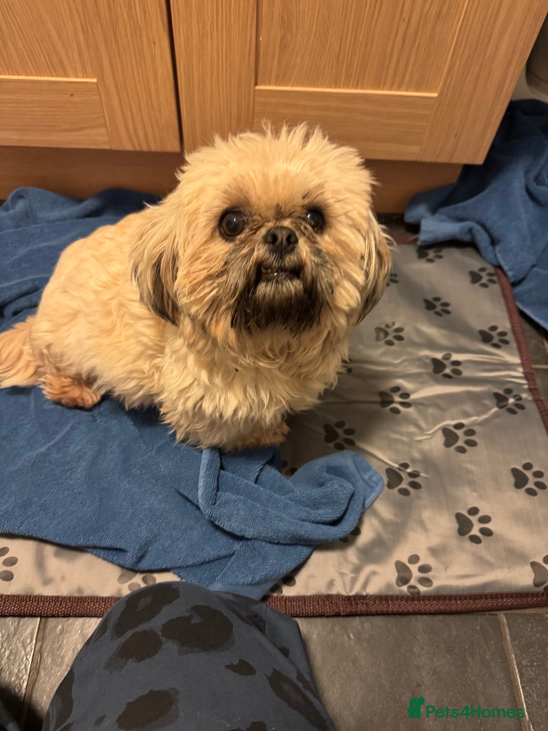 Shih Tzu dogs for sale: Imperial Shih-Tzu Puppies - Advert 12