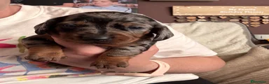 Miniature Dachshund 3