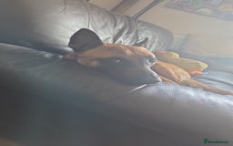 Belgian Shepherd Dog dogs for sale: Malinois Male 1 year 9 Months - Image 3