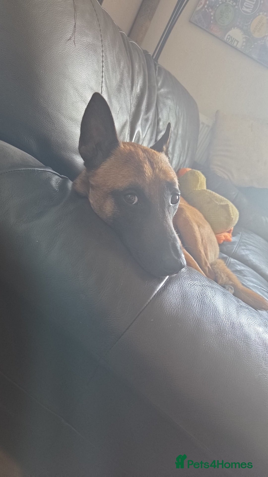 Belgian Shepherd Dog dogs for sale: Malinois Male 1 year 9 Months - Image 3