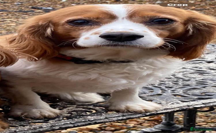 Cavalier King Charles Spaniel dogs - Advert 1