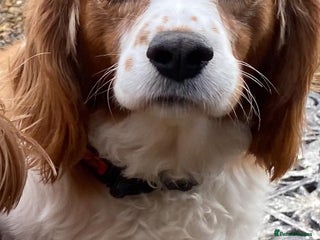 Cavalier King Charles Spaniel dogs - Advert 31