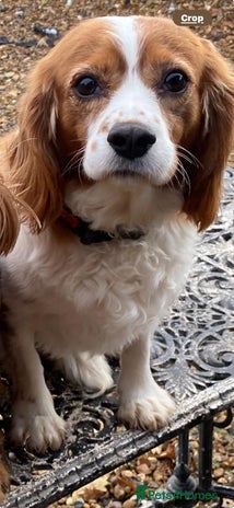 Cavalier King Charles Spaniel dogs - Advert 1