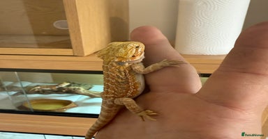 Bearded Dragon reptiles - Advert 3