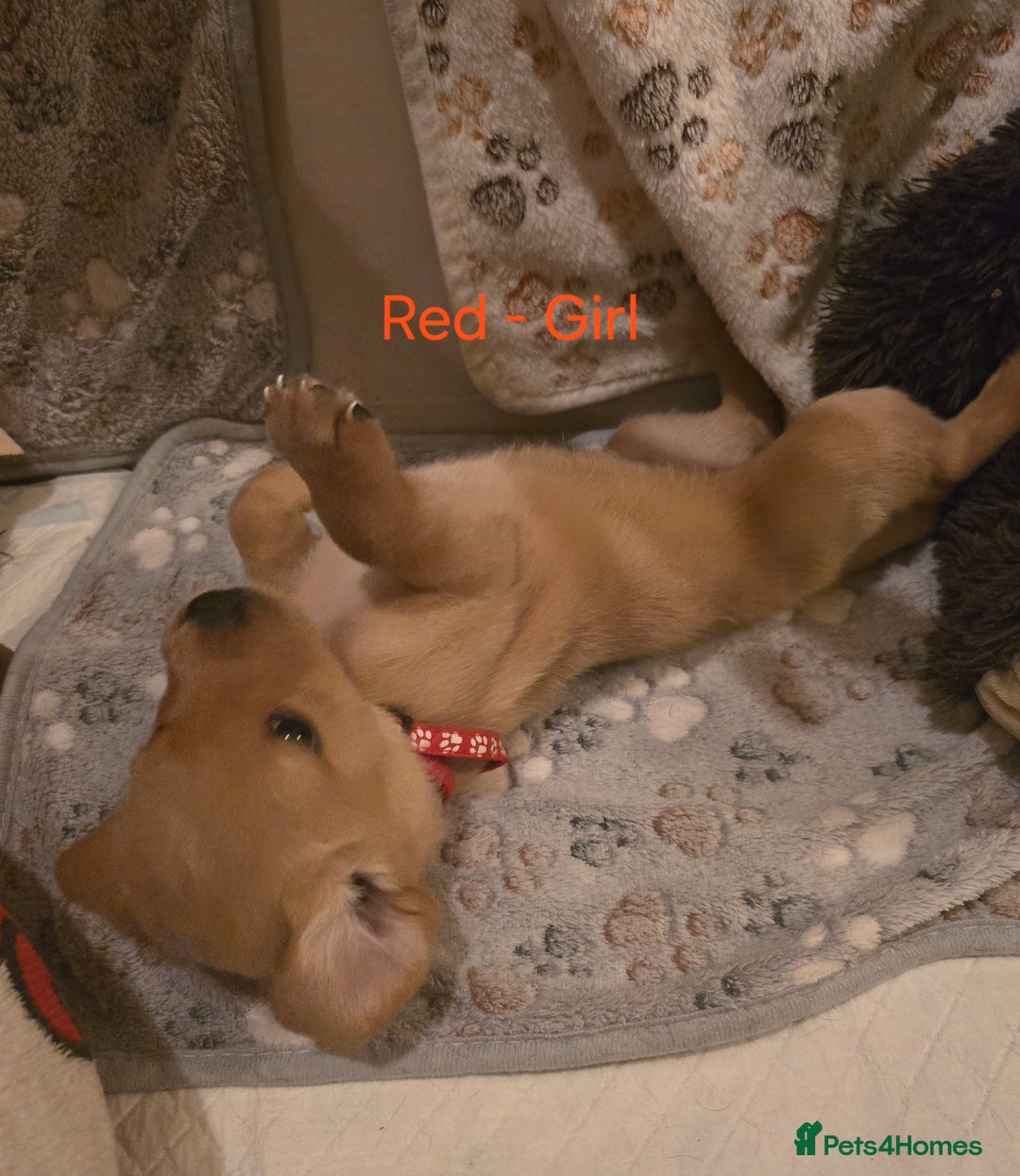 Labrador Retriever dogs for sale: Yellow and Black Labrador Puppies - Advert 10