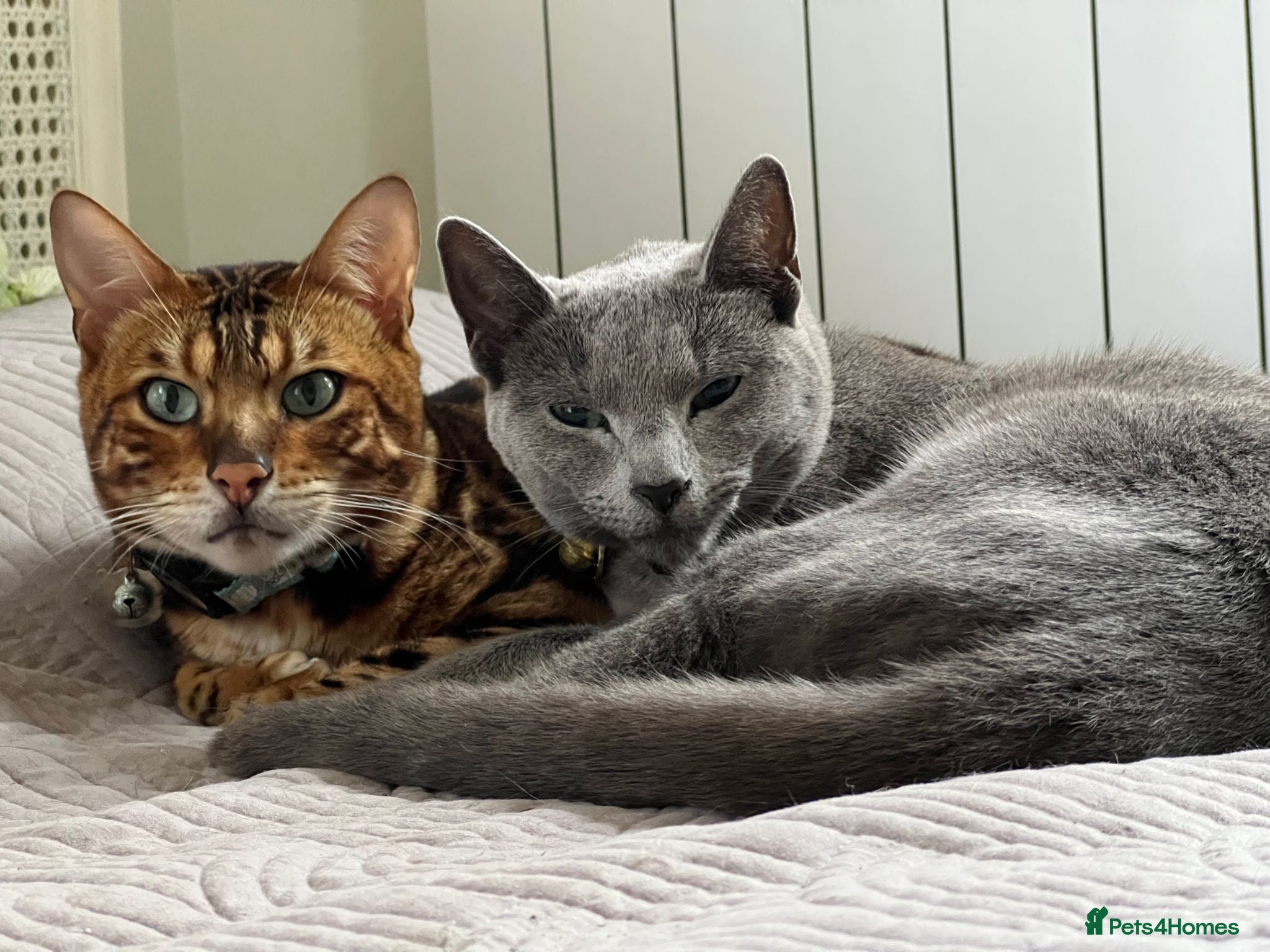 Bengal cats for sale: Mooshi & Summer – Bonded Pedigree Bengal & RB Pair - Advert 3