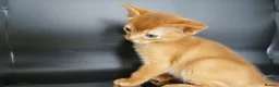 Abyssinian cats for sale: Gorgeous Abyssinian Kittens Ready Now - Advert 1