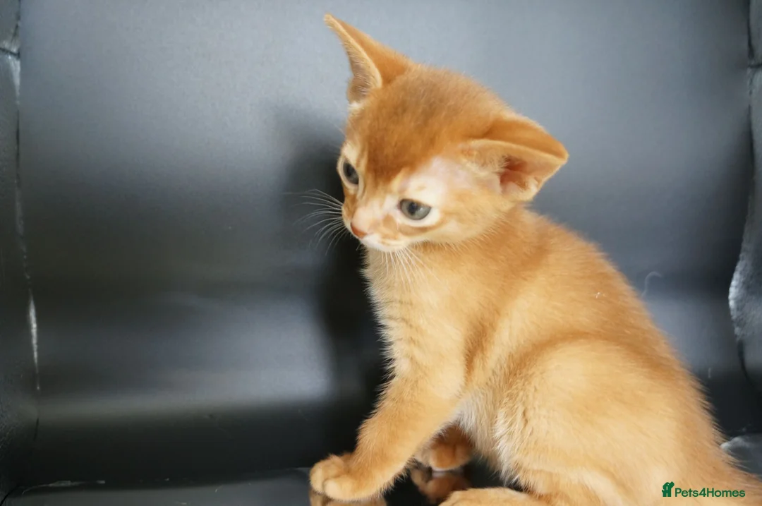 Abyssinian cats for sale: Gorgeous Abyssinian Kittens Ready Now - Advert 1