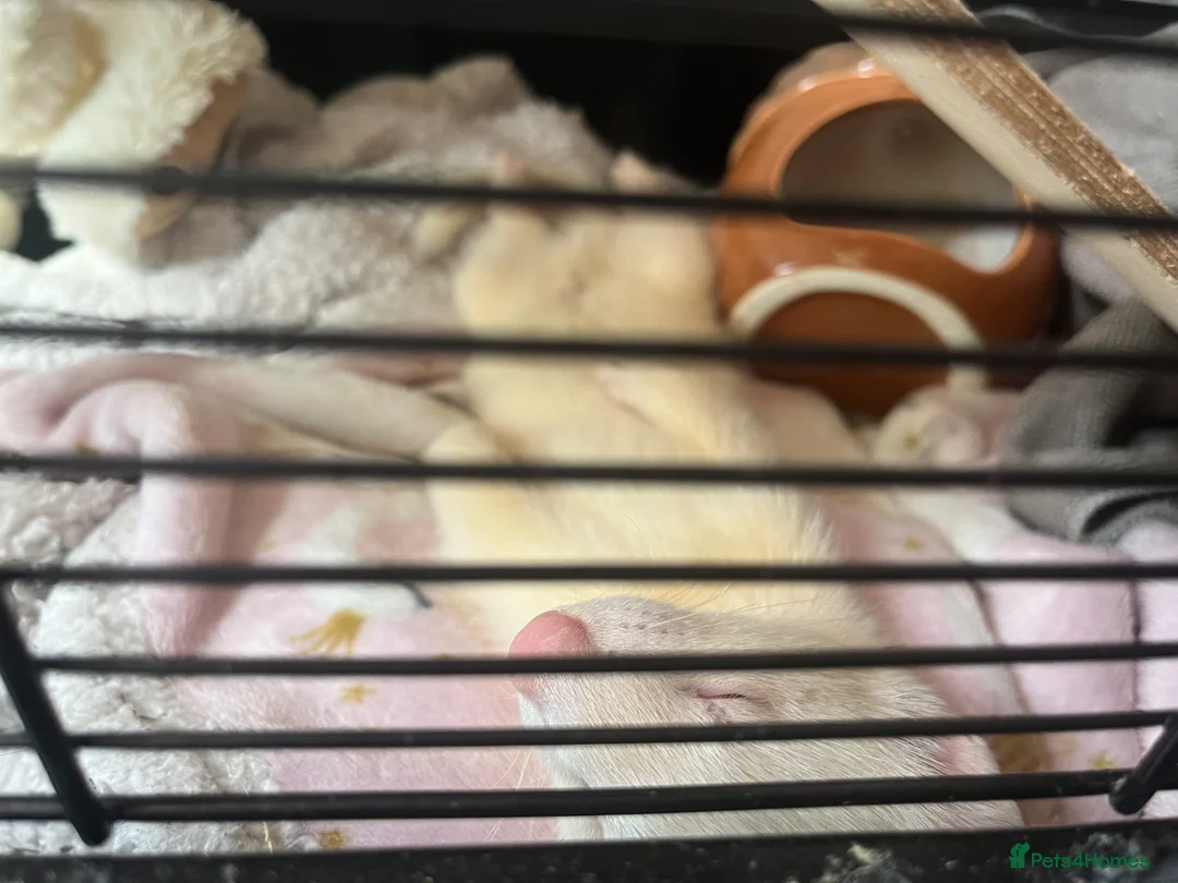 Ferret rodents for sale: baby albino ferret - Advert 9
