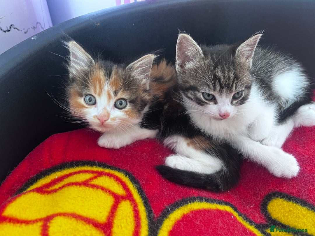 Mixed Breed cats for sale: Beautiful Playful Kittens - Image 9