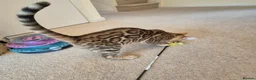 Bengal cats for sale: Stunning Pedigree Bengal Kittens - Advert 5