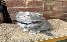 Scottish Fold cats for sale: Stunningly beautiful Scottish Fold x Ragdoll  - Image 28