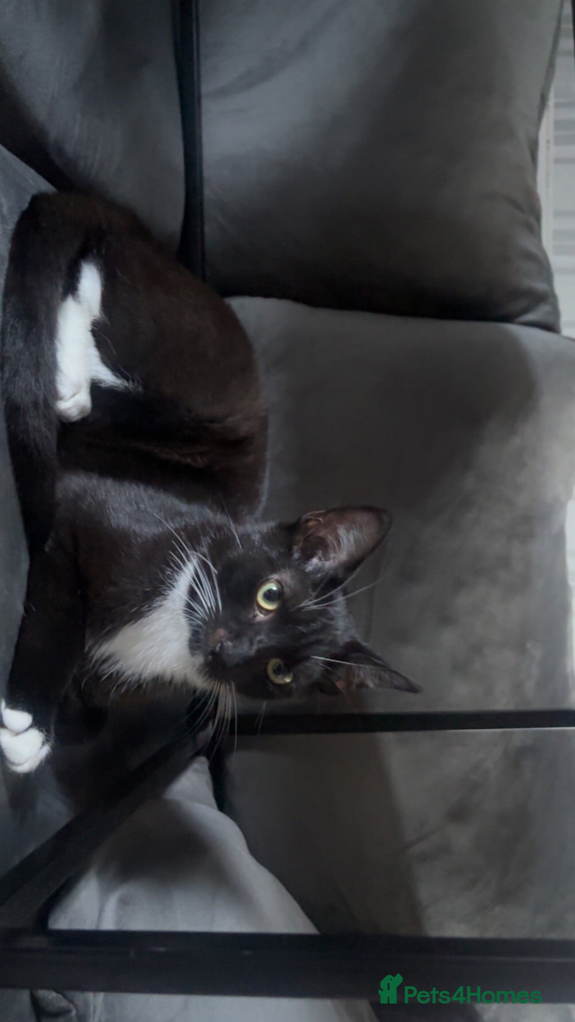 British Shorthair cats Domino - FREE (around 11 months old) - Advert 2
