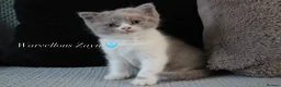 British Shorthair cats for sale: TICA British Shorthair & Longhair Kittens  - Advert 11
