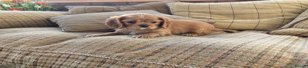 Cavalier King Charles Spaniel Puppy 4