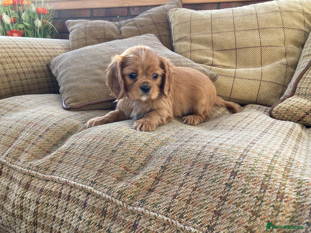 Cavalier King Charles Spaniel dogs for sale: KC ruby pups from health tested parents - Image 1