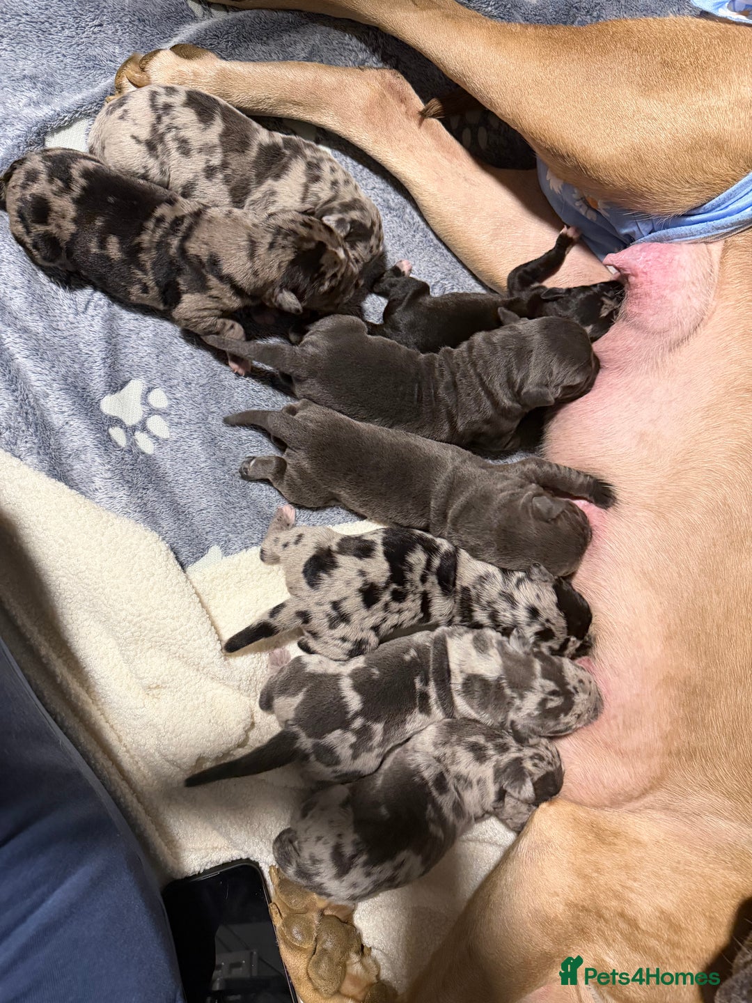 Cane Corso dogs for sale: Beautiful chunky  **  litter  - Advert 7