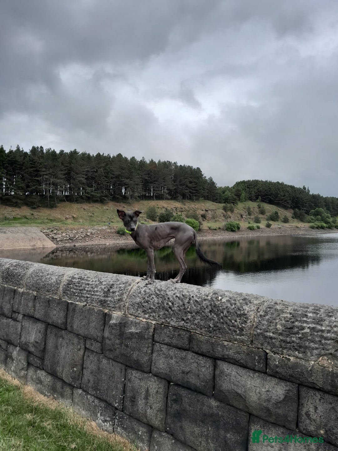 Mixed Breed dogs for sale: Darla 5 Yr old Chinese Crested x border collie - Advert 10