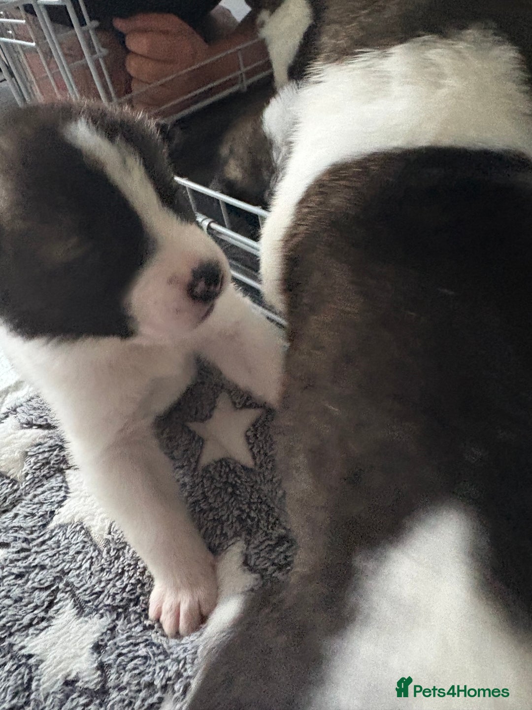 Akita dogs for sale: Akita pups Ready to leave 1st August  in Runcorn - Image 25