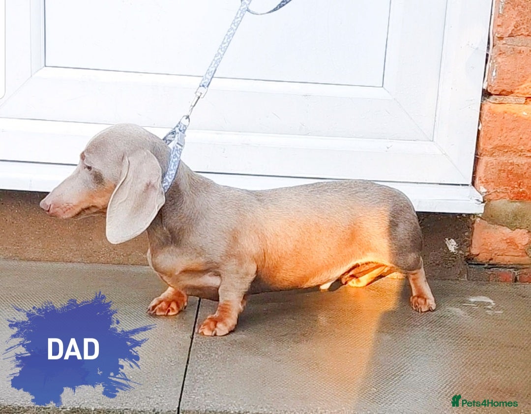 Miniature Dachshund dogs for sale: 2 FEMALES AVAILABLE BLUE & TAN &ISABELLA TAN  - Advert 5