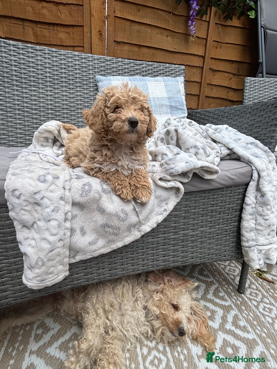 Toy Poodle dogs for sale: Last Toy Poodle Girl Waiting for her Forever Home - Image 9