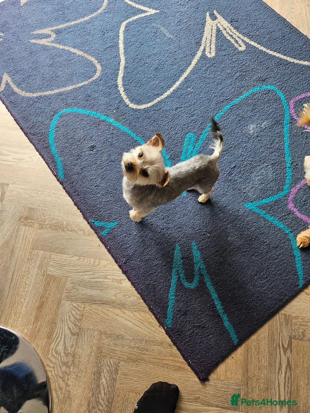 Yorkshire Terrier dogs for sale: Rocky and roxy - Advert 2