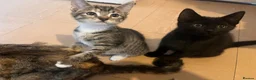 Mixed Breed cats for sale: Beautiful kittens - Advert 21