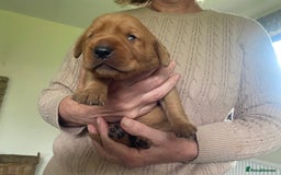 Labrador Retriever dogs for sale: STUNNING LITTER OF DARK FOX RED LABRADOR PUPPIES - Image 13