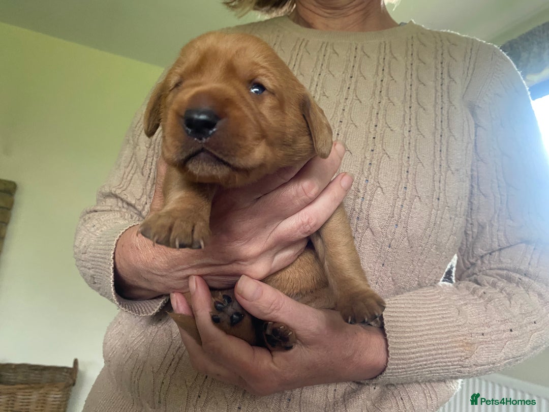 Labrador Retriever dogs for sale: STUNNING LITTER OF DARK FOX RED LABRADOR PUPPIES - Image 13