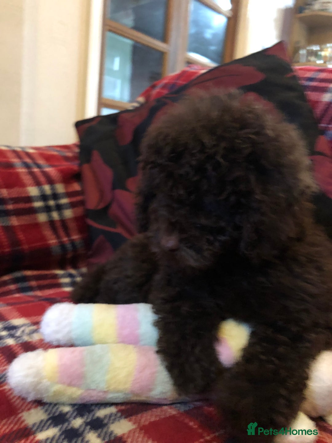 Cockapoo dogs for sale: Cockapoo puppies for sale  - Advert 8