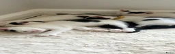 Khao Manee cats for sale: Mix breed  - Advert 2