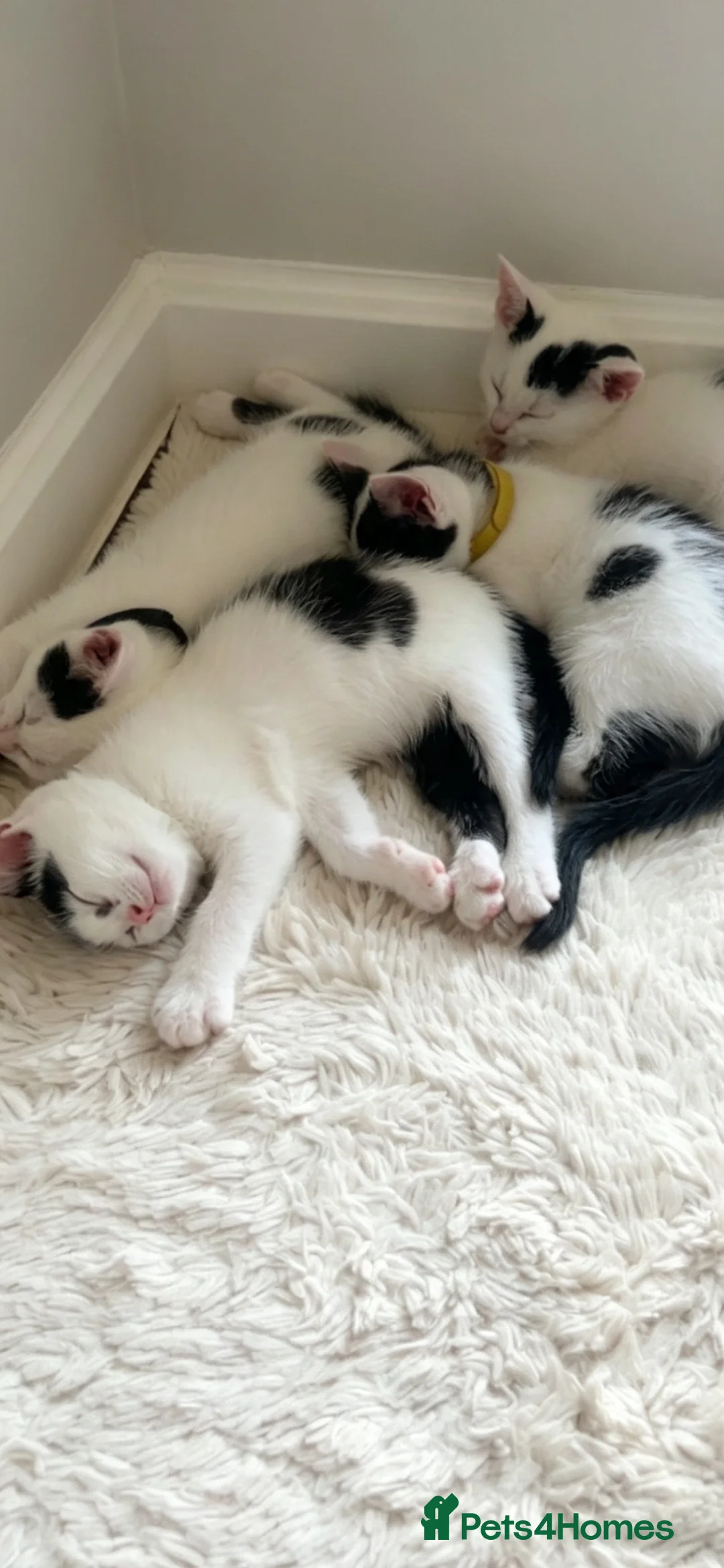 Khao Manee cats for sale: Mix breed  - Advert 2
