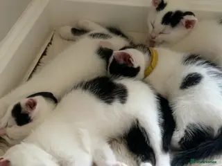 Khao Manee cats Mix khao Manee - Advert 6