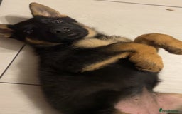 German Shepherd dogs for sale: 14 week old german shepherd puppy - Image 3