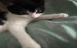 Mixed Breed cats for sale: Kitten for sale - Image 2
