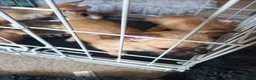 Pomchi dogs for sale: Adorable Pomchi pups in Liverpool - Advert 3