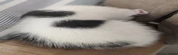 Mixed Breed cats for sale: Female kittens 9 weeks ready to leave  - Advert 8