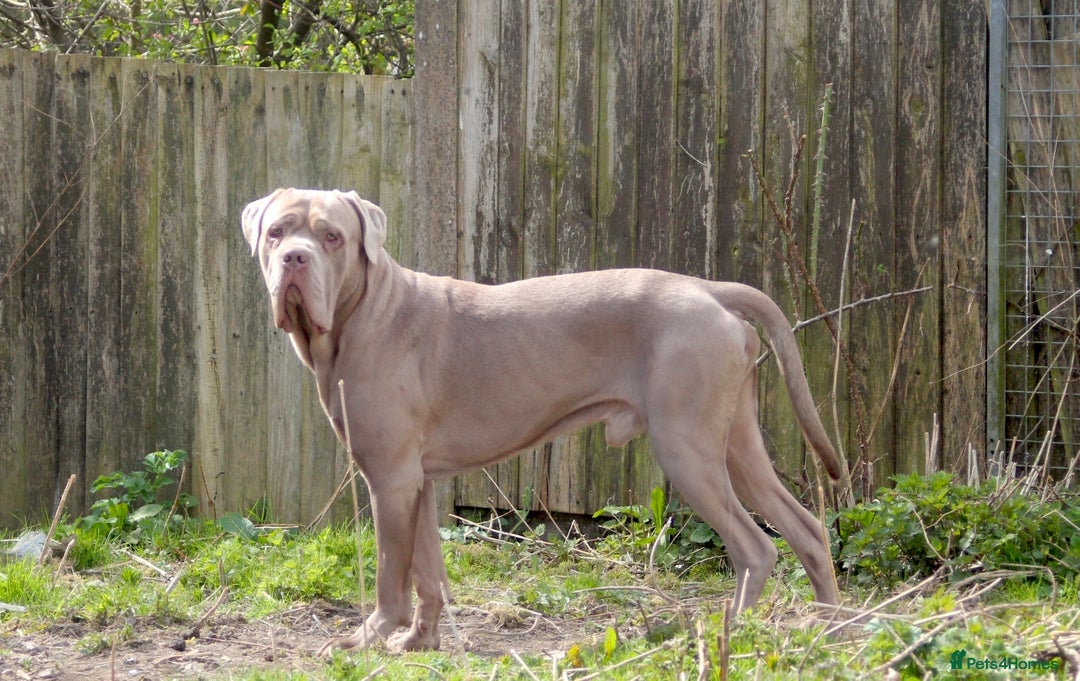 Cane Corso dogs for sale: Exceptional litter, Italian Cane Corsos, ICCF Peds - Image 11