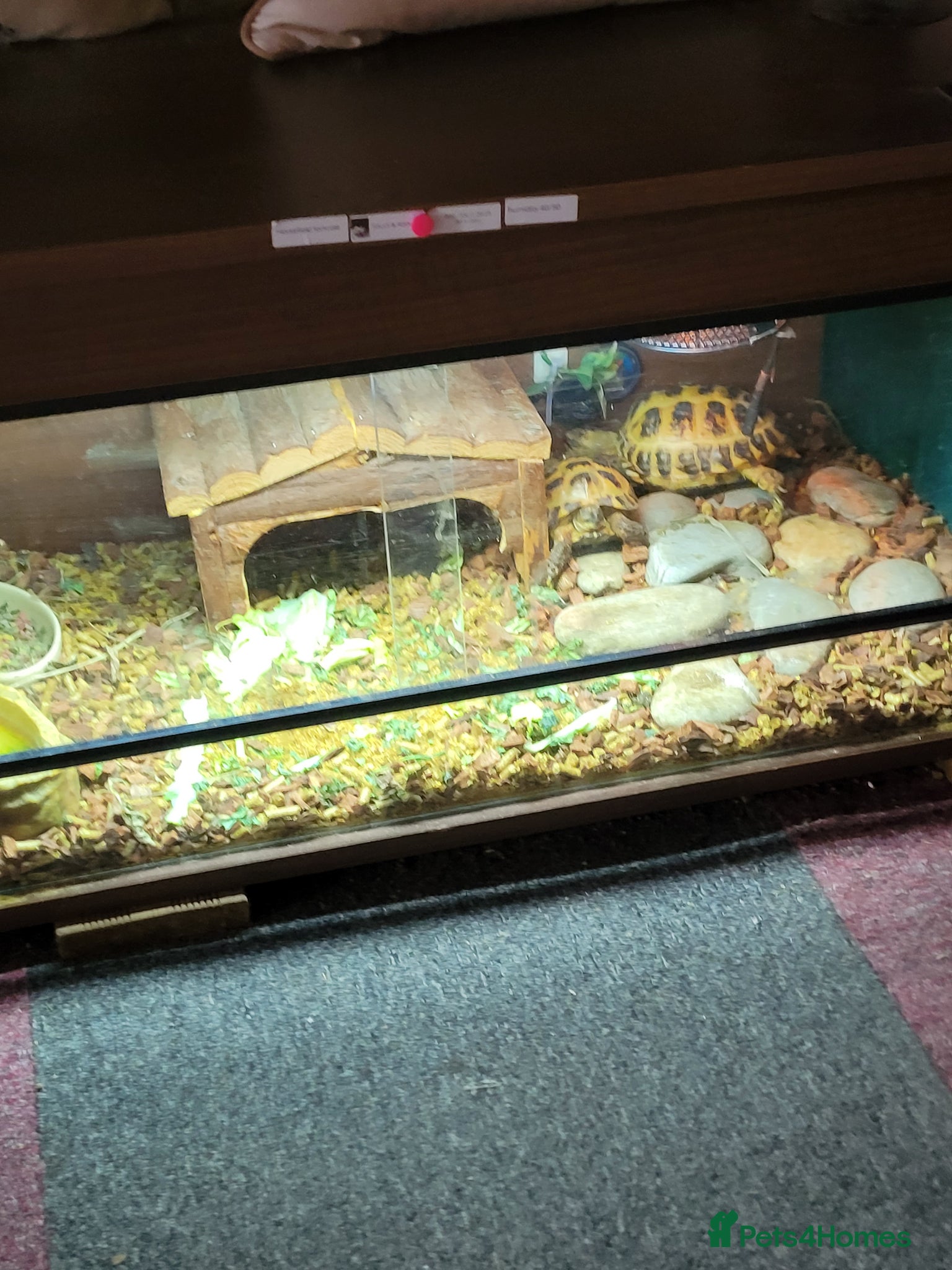 Tortoise reptiles Pair of horsfield tortoise  - Advert 2