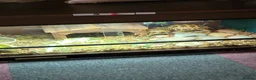 Tortoise reptiles for sale: Pair of horsfield tortoise  - Advert 2