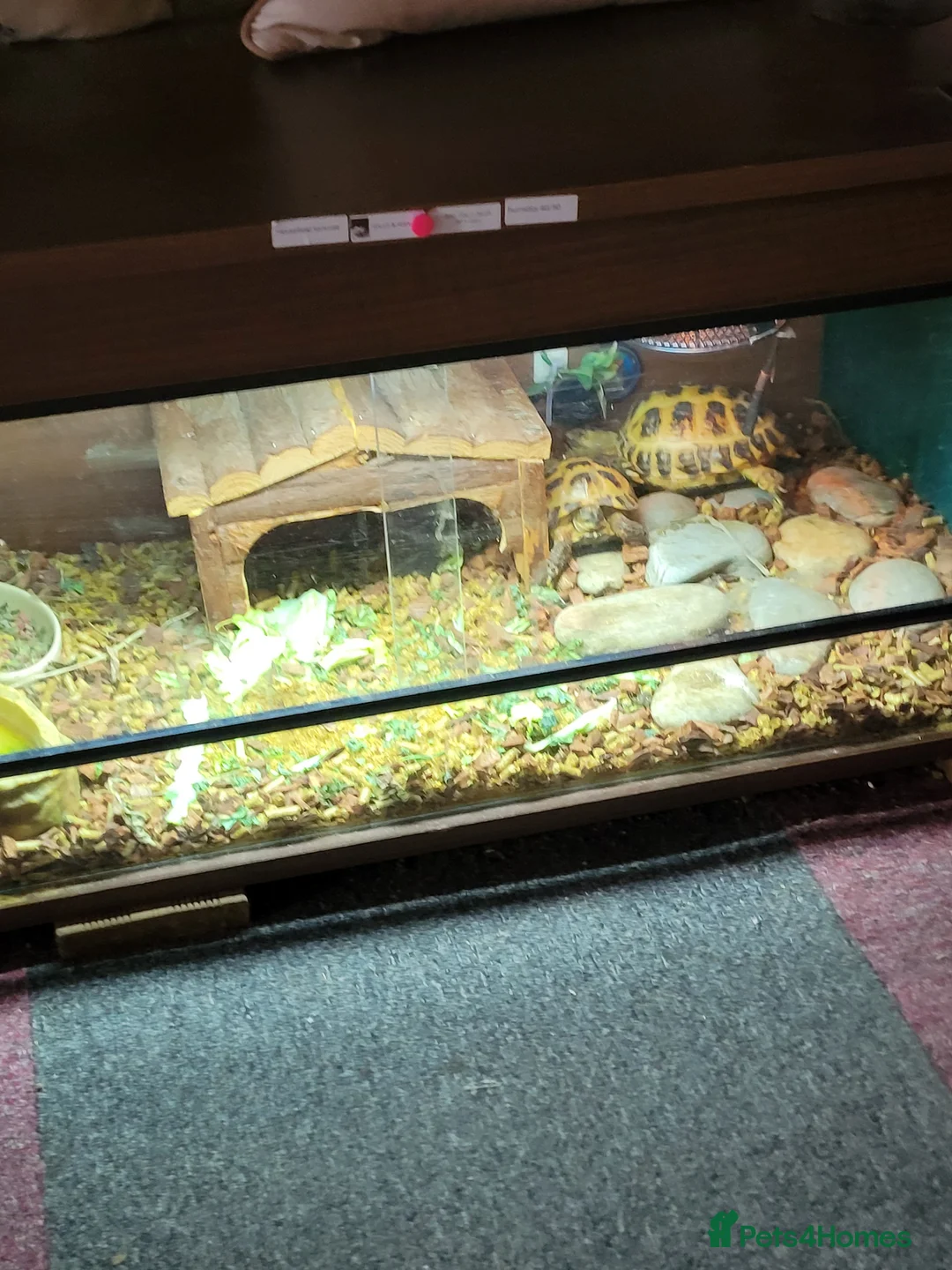 Tortoise reptiles for sale: Pair of horsfield tortoise  - Advert 2