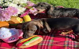 Dachshund dogs for sale: Standard Wire Haired Dachshunds - Image 25
