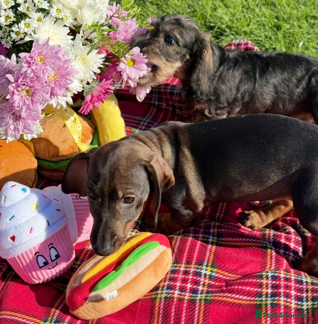 Dachshund dogs for sale: Standard Wire Haired Dachshunds - Image 25